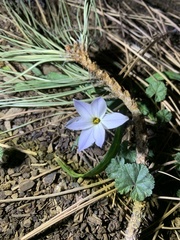 Ipheion
