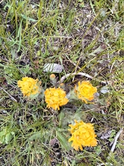 Castilleja levisecta