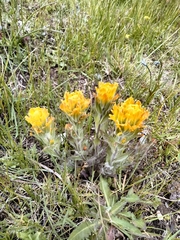Castilleja levisecta
