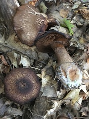 Cortinarius squamulosus