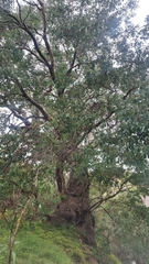 Eucalyptus baueriana thalassina