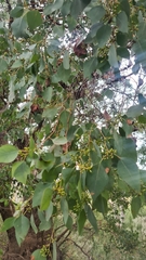 Eucalyptus baueriana thalassina