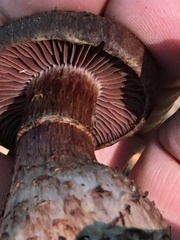 Cortinarius squamulosus