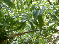 Morella cerifera image