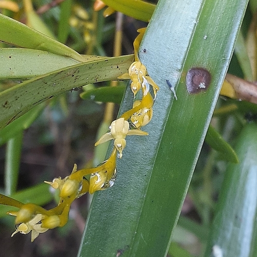 Epidendrum paranthicum Rchb.f. 2