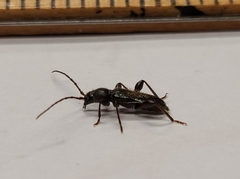 Phymatodes