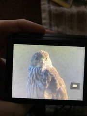 Accipiter cooperii