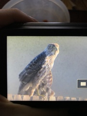 Accipiter cooperii
