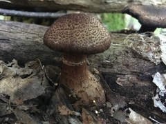 Cortinarius squamulosus