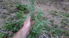 Phyllanthus fuernrohrii