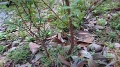 Phyllanthus fuernrohrii