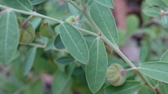 Phyllanthus fuernrohrii