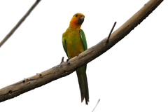 Eupsittula pertinax xanthogenia