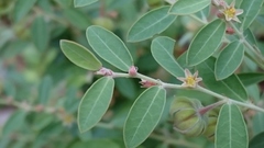 Phyllanthus fuernrohrii