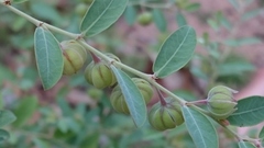 Phyllanthus fuernrohrii