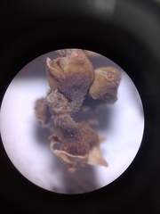 Sarcomphalus joazeiro