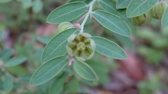 Phyllanthus fuernrohrii