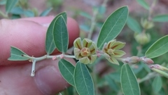 Phyllanthus fuernrohrii