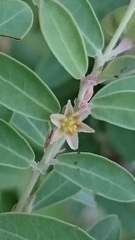 Phyllanthus fuernrohrii