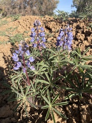 Lupinus argenteus argenteus