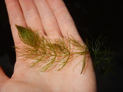 Ceratophyllum