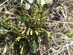 Carmichaelia corrugata