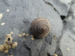 Diloma bicanaliculatum