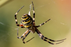 Argiope bruennichi