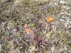 Castilleja hispida hispida