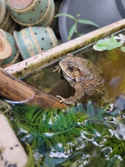 Duttaphrynus melanostictus