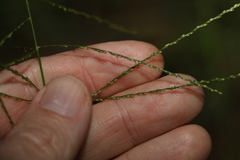 Digitaria parviflora