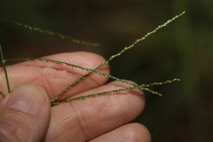 Digitaria parviflora