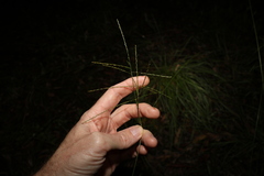 Digitaria parviflora