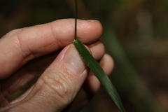 Digitaria parviflora