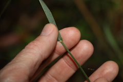 Digitaria parviflora