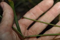 Digitaria parviflora