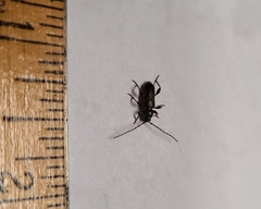 Phymatodes