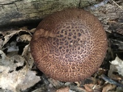 Cortinarius squamulosus