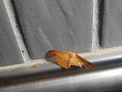 Pseudonadagara semicolor