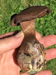 Cortinarius squamulosus