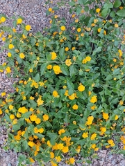 Lantana