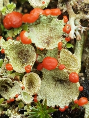 Cladonia pleurota