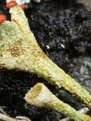 Cladonia pleurota