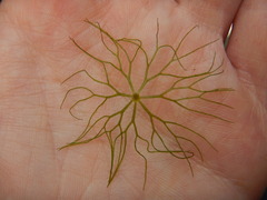 Ceratophyllum