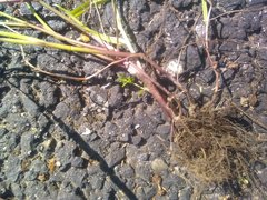 Lolium rigidum
