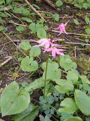 Erythronium revolutum