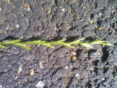 Lolium rigidum