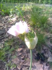Allium roseum roseum