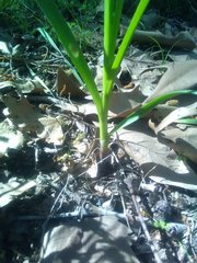 Allium roseum roseum
