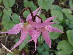 Erythronium revolutum